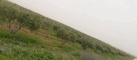 أرض للبيع في حماه – مريود
